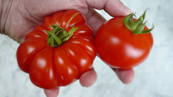 Und es war Sommer, fast das erste Mal im Leben. Weil: So schön prall waren die Tomaten selten.