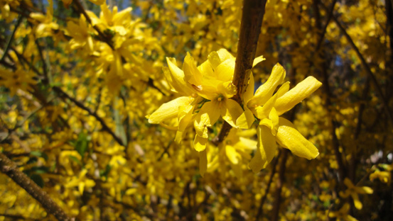Gelbe Blüten in der Sonnenanbeterzeit.