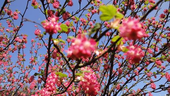 Rosarote Kirschblüten im später Frühling 2013